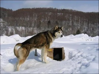 Quel est le chien nordique le plus rapide ?
