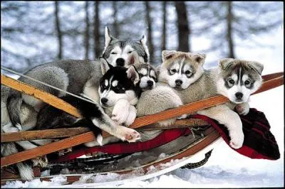 En France, combien de races sont inscrites au LOF ?