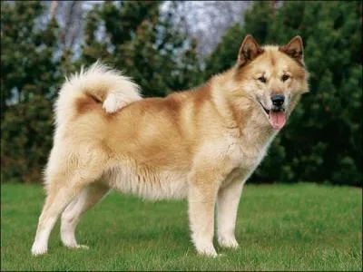 Cette race ancienne descend des chiens amens au Groenland par les premiers Inuits. Paul-mile Victor les utilisait dans ses nombreuses expditions arctiques. C'est le :