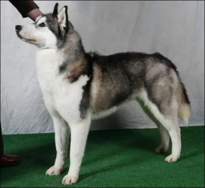 En 1909, neuf chiens furent amens en Alaska par un marchand de fourrure russe pour participer  une course. Quelle est cette race de chien, originaire du lac Bakal en Sibrie, dont la premire inscription au LOF a eu lieu en 1973 ?