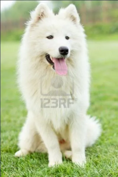 Ce chien tire son nom d'une tribu vivant prs de la Laponie. Dans les rgions situes au nord de cette zone, il est d'un blanc pur et il est utilis comme chien de traneau. C'est le :
