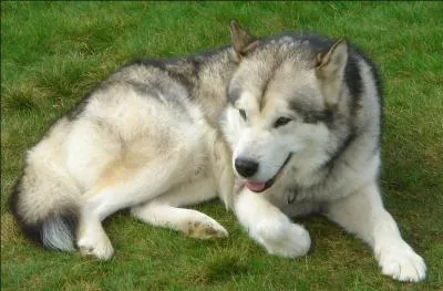 Quel est le chien nordique surnomm 'la locomotive des neiges' ?