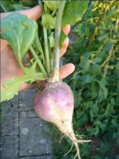 La famille de Monsieur et Madame Vcpabon, fins gourmets, s'est agrandie d'une fille. Quel est son prnom ?