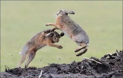 C'est l'poque du rut, la comptition a dmarr entre les ...