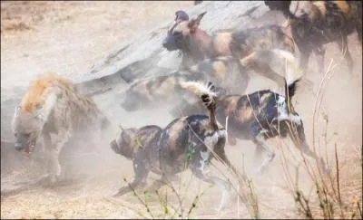 S'attaquer  eux toute seule n'est pas vraiment l'ide du sicle, que voyez-vous sur la photo ?