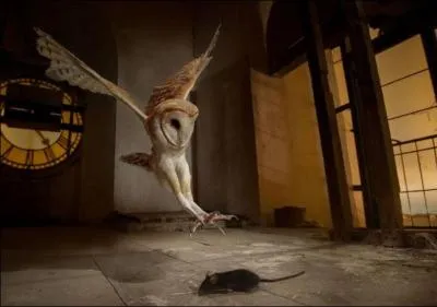 Elles est surnomme familirement  la dame blanche  !