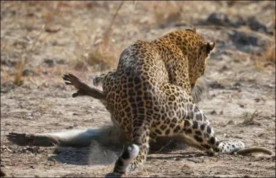 La panthre vient d'attaquer, oui mais qui ?