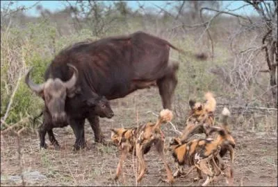Sur cette photo, on voit que la bufflonne a du souci  se faire pour son petit, qui les attaque ?