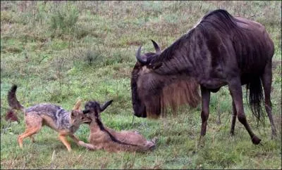 Ce bb gnou est bien mal parti, il est attaqu par ...