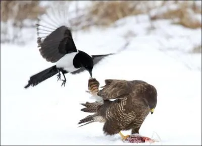 Qui attaque le rapace ?