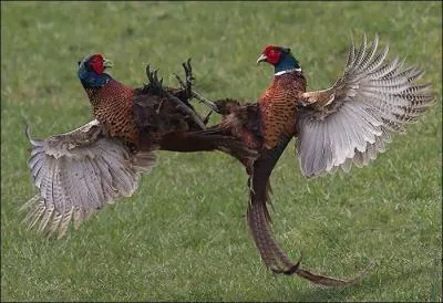 Ces deux-l n'ont pas l'air de s'apprcier beaucoup !