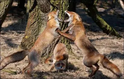 Bagarre ou amusement, qui sait, qui sont les adversaires ?