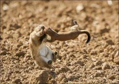 Quels animaux voyez-vous sur cette photo ?