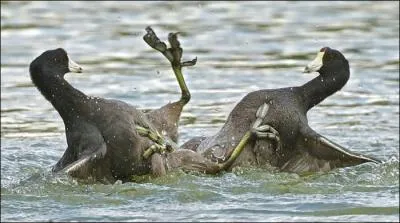 Mme sur l'eau, on n'est pas toujours d'accord, qui sont-ils ?