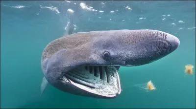 On dit que les requins ont la nageoire caudale  htrocerque , a veut dire quoi ?