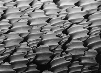 La peau du requin est trs rugueuse  cause des denticules cutanes de ces cailles. Les cailles sont dites :