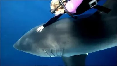 Comment mettre un requin en tat de catalepsie (tat d'immobilit tonique) en dehors de le mettre sur le dos ?