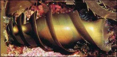 Quel requin a pondu cet oeuf en spirale ?