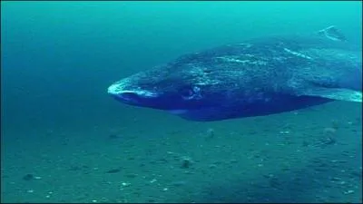 Quel est ce requin ?