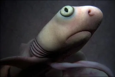 Chez certains requins ovovivipares, le premier petit qui va natre dvore in utero les autres (oophagie). Quel requin prsente cette particularit ?