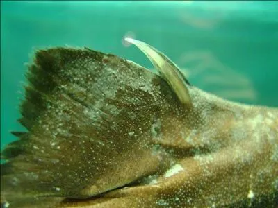 Quel est ce requin prsentant un aiguillon venimeux ?