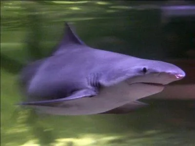 Quel est ce requin vivant exclusivement dans le Pacifique Ouest et appartenant  l'ordre des carchariniformes ?