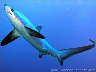 Quel est ce requin qui appartient au mme ordre que le grand requin blanc ?