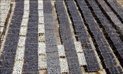 Qu'est-ce que le  shark finning  ?