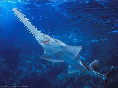 Lequel de ces requins n'est pas  planctonophage  ?