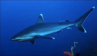 Quel est le sens le plus dvelopp chez les requins en gnral ?