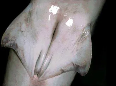 Comment s'appelle l'organe copulateur du requin mle comme sur la photo ?