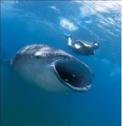 S'ils n'taient pas pchs avant, jusqu' quel ge pourraient vivre les plus grands requins ?