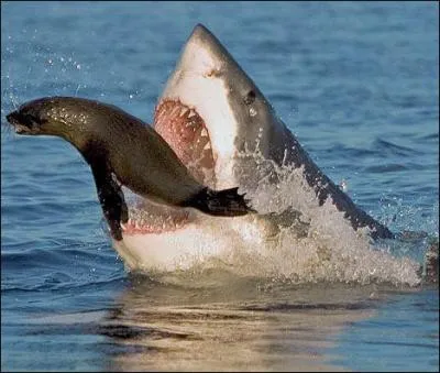 Les mchoires de certains requins sont dites  hyostiliques , a veut dire quoi ?