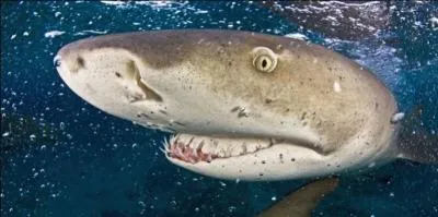 Quelle pression exercent les mchoires d'un requin de 3 mtres de longueur en moyenne ?