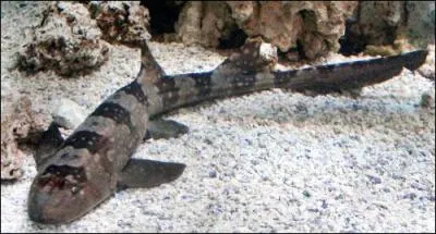 Quel est ce requin ?