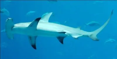 Ce requin est-il protg ?