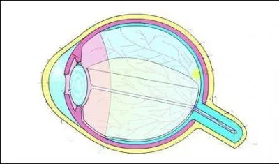 La tache jaune est la zone de la rtine. En son centre rside l'endroit o l'acuit de l'il est maximale. Comment se nomme cet endroit ?
