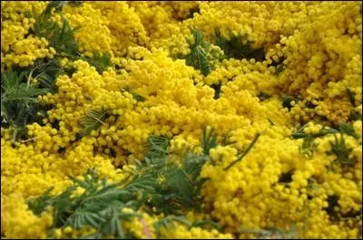 La  fte du mimosa  se droule  Mandelieu-la-Napoule en fvrier. Combien de temps dure actuellement cette fte ?