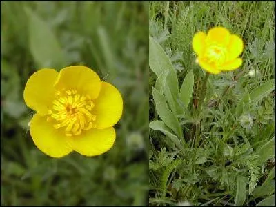 Cette  fleur de beurre  produit un reflet jaune si on place les ptales prs de la peau. Comment se nomme cette plante herbace ?