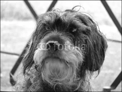 Qui chantait  Pauvre chien perdu dans la ville, y a des abris pour toi mon vieux, on a la conscience tranquille, mais quand on regarde tes yeux ...  