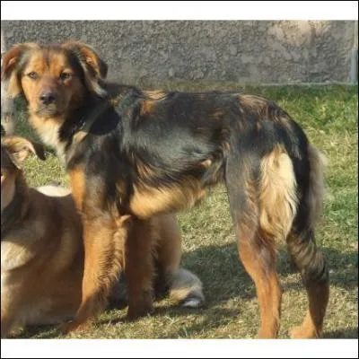 Grce  quoi identifie-t-on les matres d'un chien perdu ?