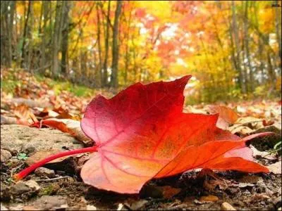 Qui chantait  Quand revient le vent de l'automne, je pense  tout ce temps perdu, je n'ai fait de mal  personne, je n'ai pas fait de bien non plus  ?