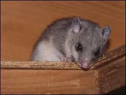 Quel est l'animal reprsent sur cette photo ?