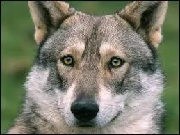 Quel est l'animal reprsent sur cette photo ?