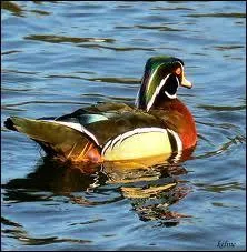 Quel est l'animal reprsent sur cette photo ?