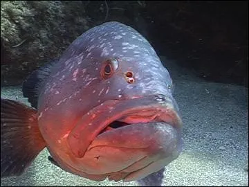 Le mrou a une particularit, il peut changer de sexe !