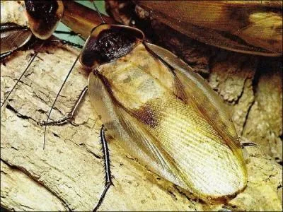 Comparativement  leurs tailles respectives, une blatte tropicale court plus vite qu'un gupard !