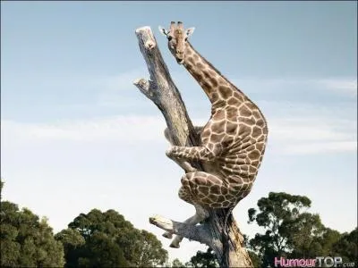 Le premier avril 2013, une nouvelle fait sensation dans le monde scientifique, dans une rgion presque inexplore de la mystrieuse fort congolaise, un explorateur dcouvre une girafe arboricole !