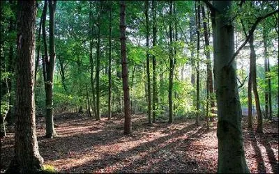 Affrontant les dures conditions de la vie du Moyen-ge, Robin des Bois est bien dcid  chapper  ses ennemis. Dans quel site rest clbre aurait-il trouv refuge ?