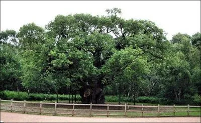 Il est galement dit que dans ce site clbre se trouverait un arbre majestueux dnomm  Major Oak  grce auquel Robin des Bois se sentait en scurit. De quelle espce d'arbre le  Major Oak  fait-il partie ?